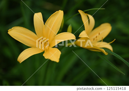 黃花菜 125115418