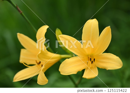 黃花菜 125115422