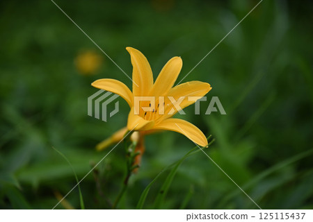 黃花菜 125115437