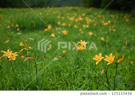 黃花菜 125115438