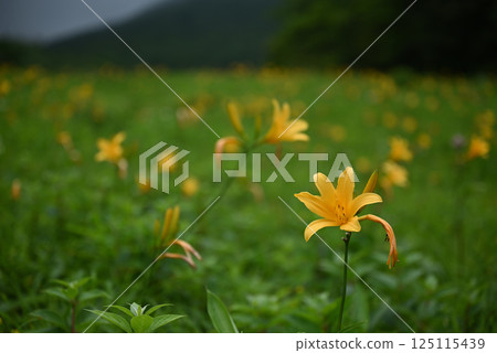 黃花菜 125115439