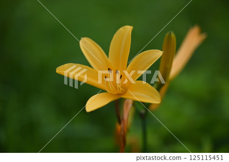 Nikkokishge Nikkokishge 125115451