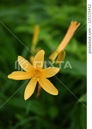 Nikkokishge 125115452