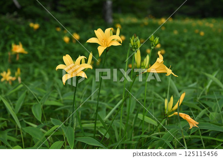 Nikkokishge 125115456