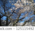 Cherry blossom trees shining against the blue spring sky 125115492