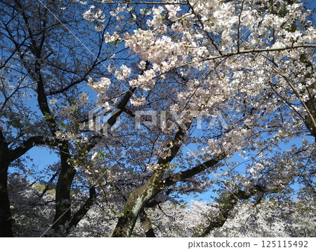 Cherry blossom trees shining against the blue spring sky Cherry blossom trees shining against the blue spring sky 125115492