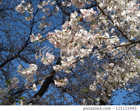 Sakura in full bloom that shines in the blue sky of spring Sakura in full bloom that shines in the blue sky of spring 125115493