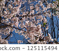 Spring blue sky and cherry blossoms in full bloom 125115494