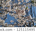 Cherry blossoms shining in the blue sky of spring 125115495