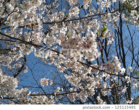 Cherry blossoms shining in the blue sky of spring Cherry blossoms shining in the blue sky of spring 125115495