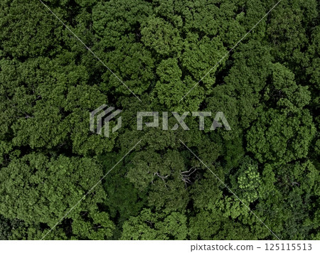 Top view green forest surface texture and background, Eco texture and background, Ecosystem ecology environment, Forest tree and green forest tree vie from above texture and background. 125115513
