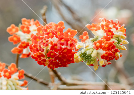 房子周圍,四季各異的鮮花,初春的公園樹蔭下,美麗而優雅的深紅色三椏花盛開 房子周圍,四季各異的鮮花,初春的公園樹蔭下,美麗而優雅的深紅色三椏花盛開 125115641