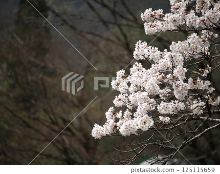 Cherry blossoms in full bloom shining in the spring sunshine 125115659