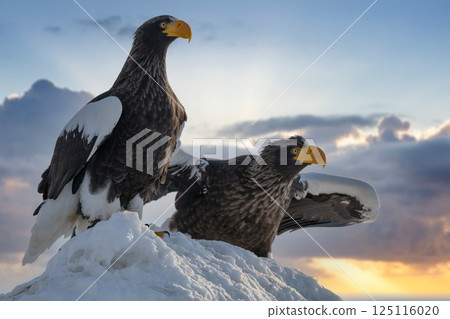 Birds of prey such as Steller's sea eagles and white-tailed eagles soaring through dramatic evening and cloudy skies 125116020