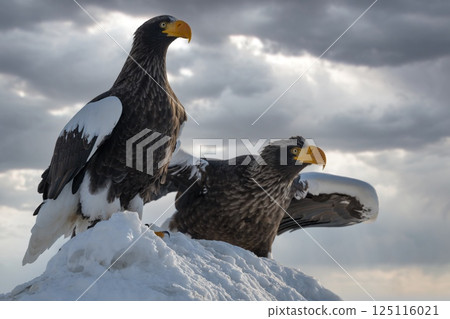 Birds of prey such as Steller's sea eagles and white-tailed eagles soaring through dramatic evening and cloudy skies 125116021