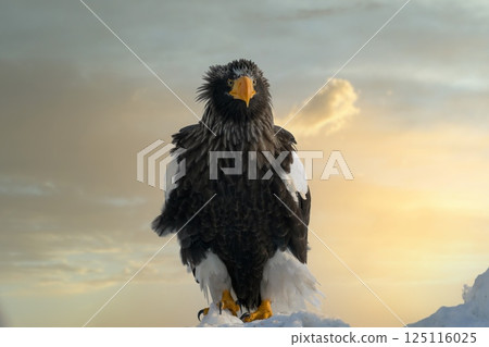 Birds of prey such as Steller's sea eagles and white-tailed eagles soaring through dramatic evening and cloudy skies 125116025