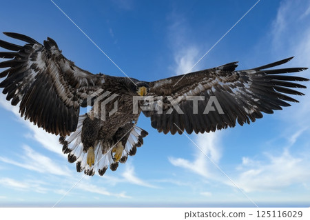 Birds of prey such as Steller's sea eagles and white-tailed eagles soaring through dramatic evening and cloudy skies 125116029