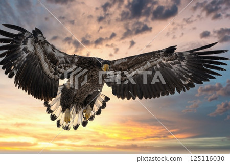 Birds of prey such as Steller's sea eagles and white-tailed eagles soaring through dramatic evening and cloudy skies 125116030