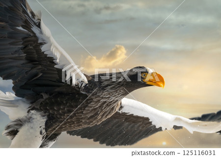 Birds of prey such as Steller's sea eagles and white-tailed eagles soaring through dramatic evening and cloudy skies Birds of prey such as Steller's sea eagles and white-tailed eagles soaring through dramatic evening and cloudy skies 125116031