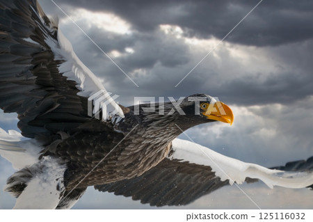 Birds of prey such as Steller's sea eagles and white-tailed eagles soaring through dramatic evening and cloudy skies Birds of prey such as Steller's sea eagles and white-tailed eagles soaring through dramatic evening and cloudy skies 125116032