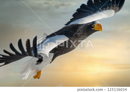 Birds of prey such as Steller's sea eagles and white-tailed eagles soaring through dramatic evening and cloudy skies 125116034