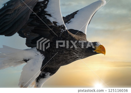 Birds of prey such as Steller's sea eagles and white-tailed eagles soaring through dramatic evening and cloudy skies 125116036