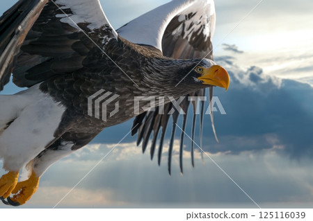 Birds of prey such as Steller's sea eagles and white-tailed eagles soaring through dramatic evening and cloudy skies 125116039