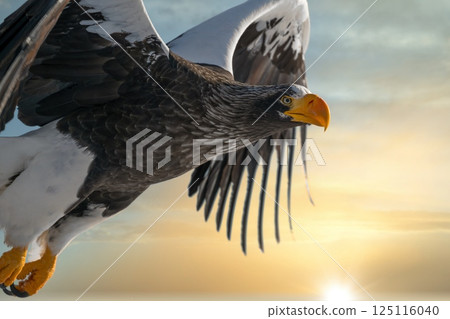 Birds of prey such as Steller's sea eagles and white-tailed eagles soaring through dramatic evening and cloudy skies 125116040