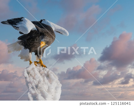 虎頭海鵰和白尾海鵰等猛禽在多雲的夜間空中翱翔 125116041