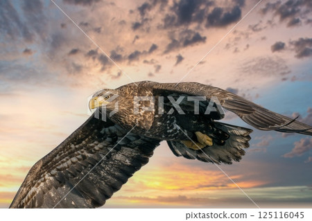 Birds of prey such as Steller's sea eagles and white-tailed eagles soaring through dramatic evening and cloudy skies Birds of prey such as Steller's sea eagles and white-tailed eagles soaring through dramatic evening and cloudy skies 125116045