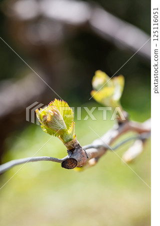 Young shoots on the branches of the vine in spring. Agriculture. 125116051