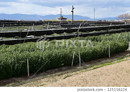 宇治茶的茶廠 125116224