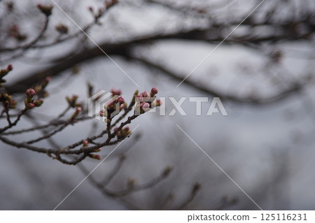 櫻花的花蕾在樹枝上 125116231