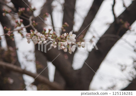 Cherry blossoms announcing the arrival of spring 125116281