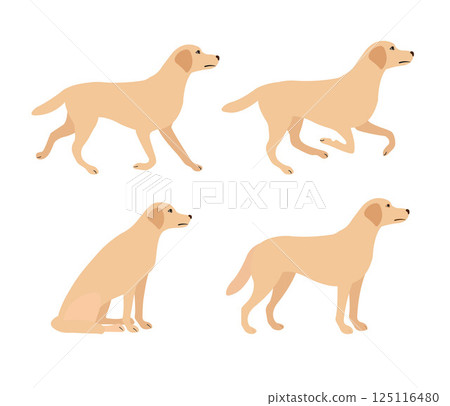 Vector set of flat hand drawn labrador dog Vector set of flat hand drawn labrador dog 125116480