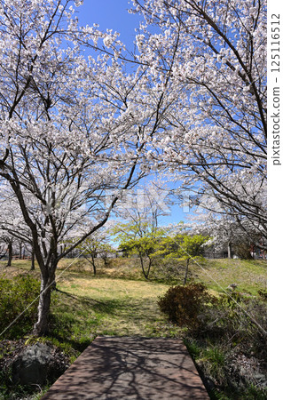 Cherry blossoms in fine weather 125116512