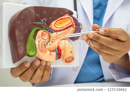 Liver with gallbladder, pancreas spleen and duodenum, Asian doctor holding human anatomy model for study diagnosis and treatment in hospital. Liver with gallbladder, pancreas spleen and duodenum, Asian doctor holding human anatomy model for study diagnosis and treatment in hospital. 125116662