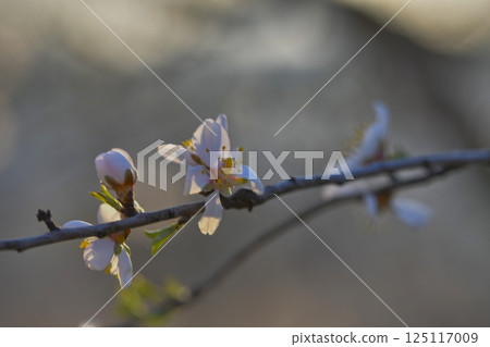 Blossoms on almond trees. Blooming almond trees in almond orchard. Concept of the flowering trees in spring. The concept of farm and orchard. Petals of flowers on almond trees at nightfall 125117009