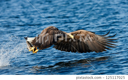 White-tailed sea eagle in flight with the powerful claws catching a fish White-tailed sea eagle in flight with the powerful claws catching a fish 125117025