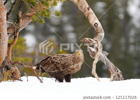 White-tailed sea eagle standing in snow in winter White-tailed sea eagle standing in snow in winter 125117026