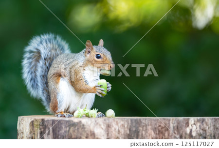 Grey squirrel eating green acorn on a tree stump in autumn Grey squirrel eating green acorn on a tree stump in autumn 125117027