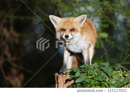 Portrait of a cute red fox standing on a tree stump in a forest 125117031