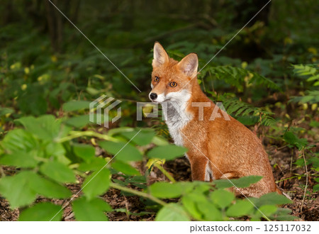 Portrait of a cute red fox in a forest at night 125117032