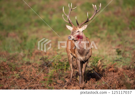 Portrait of an injured red deer stag during rutting season in autumn 125117037
