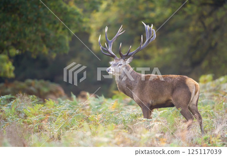 Red deer stag standing in bracken during the rut in autumn 125117039