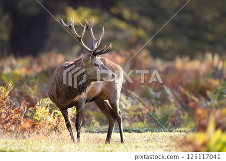 Red deer stag standing in a meadow during the rut in autumn Red deer stag standing in a meadow during the rut in autumn 125117041