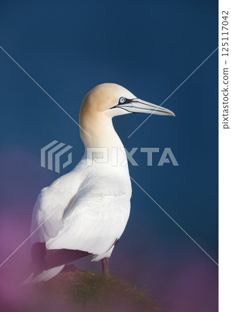 Portrait of a Northern gannet standing on a sea cliff Portrait of a Northern gannet standing on a sea cliff 125117042