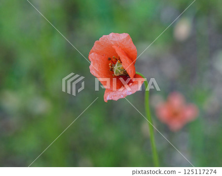 罌粟科（Papaveraceae）的橘色花 125117274