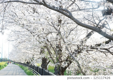 Cherry blossoms on the banks of the Saho River in Nara Prefecture 125117426