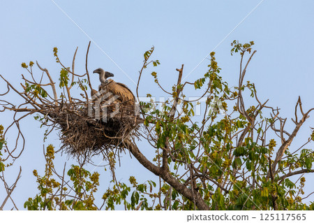 Vultures on a Nest in a Tree in Kruger National Park, South Africa 125117565